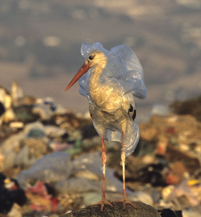 Collected plastic waste